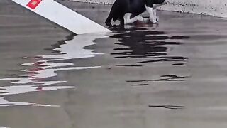 cat in water un dubai