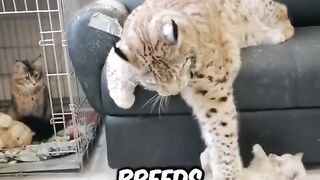 The biggest cats in the world