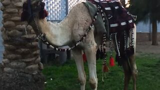 Camal fastaval in my city