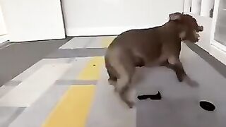 Funny animals 2023 - Funniest Cats and Dogs