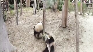 Should We Let Nature Finally Delete Panda