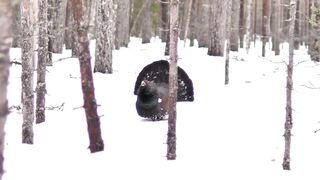animal video
