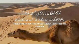 Quran Majeed Surat tarjuma ❤❤❤❤❤❤❤