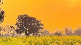 Fields