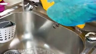 Blue parrot singing ????