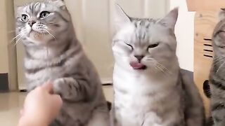 Kucing idul fitri