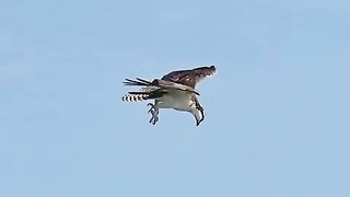 Eagle strugle