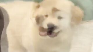 A cute dog