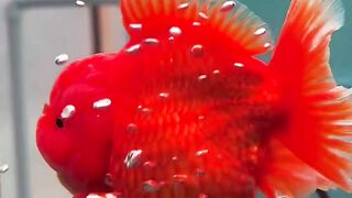 A cute fish