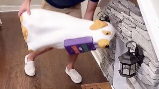 Dog video