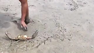 Menangkap kepiting