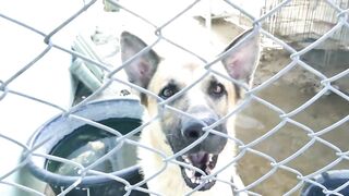 5-INTERESTING-FACTS-ABOUT-ASSISTANCE-DOGS