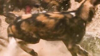 Crocodile vs Wild Dogs