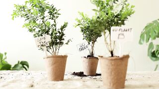 Little plants