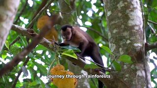 Monkey World