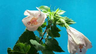 "In Full Bloom: A Celebration of Nature's Floral Splendor"