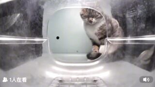The cat pretends to be sleepy until it sees food