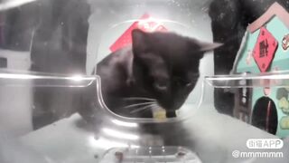 Car Attack (Cats)????????