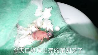 Baby bird feeding