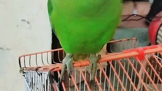 Perot in my home yes .  .  .  .  .  .  .  .  .  .  .  .  ????????????????????????????????????????????????