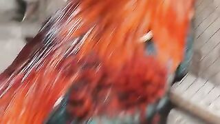 The red charg rooster