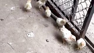 Three choozay ll persistent