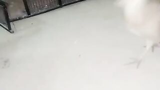 Looked at the ????