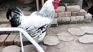 Black tail japanese or what