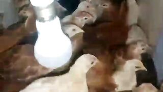The brooder