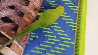 Perot singing of home