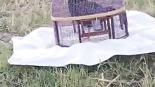 Bird's generations