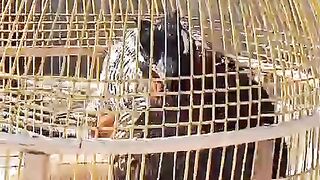 Big cage ll small cage