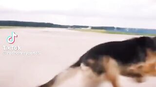 Love of Animal Last part