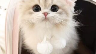 Cute cat