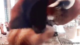 Red panda using its own tail as a pillow