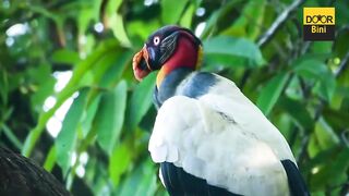 animal video