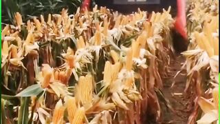 Most Amazing Skills And Talent !
