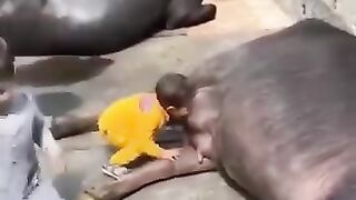 Original milk feeding