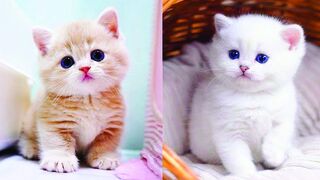 Baby Cats - Cute and Funny Cat Videos Compilation