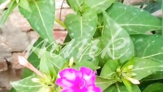 Spring flowers