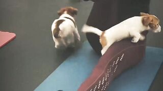 Funny video best for everyone