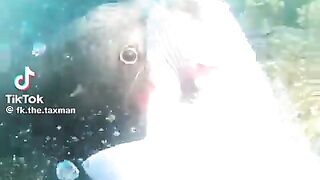 Fighting a seal for a fish