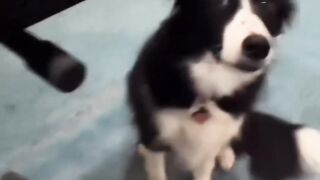 Dog with very good pitch