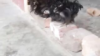 Jar jaga safarash