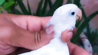 The white blue record