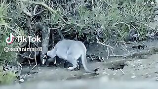 Cougar stalks through a Penguin Colony.