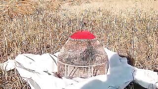 In the field of wheat