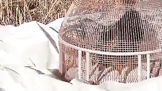 The cages are beautiful but keep the birds away from cage
