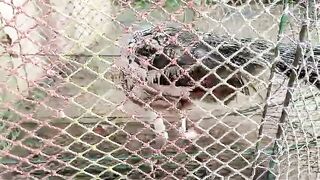 In the cage of birds ll peacock