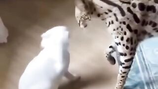 Compassion & Patience